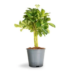 Schefflera Gold Capella - Stemmed Dwarf Umbrella Tree -HousePlants Shop Schefflera Arboricola Dwarf Umbrella Tree 2
