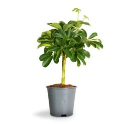 Schefflera Gold Capella - Stemmed Dwarf Umbrella Tree -HousePlants Shop Schefflera Arboricola Dwarf Umbrella Tree