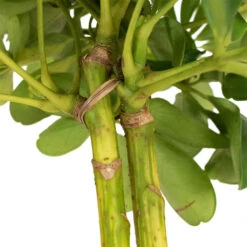 Schefflera Gold Capella - Stemmed Dwarf Umbrella Tree -HousePlants Shop Schefflera Arboricola Dwarf Umbrella Tree 5