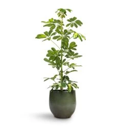 Zembla Plant Pot - Green -HousePlants Shop Schefflera Gold Capella Dwarf Umbrella Tree 17x80cm Zembla Plant Pot Green 22x20cm 6a29a672 5c54 4ce4 ad38 001ef15e21c2