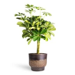 Aico Plant Pot - Shiny Brown -HousePlants Shop Schefflera Gold Capella Stemmed Dwarf Umbrella Tree 14x50cm Aico Plant Pot Shiny Brown 17x13cm 4b38c30d c210 4056 98d6 17ea97e2c850