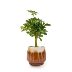 Schefflera Gold Capella - Stemmed Dwarf Umbrella Tree -HousePlants Shop Schefflera Gold Capella Stemmed Dwarf Umbrella Tree 14x50cm Alice Plant Pot Caramel 18x16cm