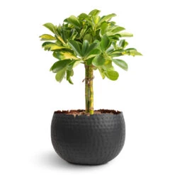 Hammered Bowl - Black With Copper -HousePlants Shop Schefflera Gold Capella Stemmed Dwarf Umbrella Tree 14x50cm Hammered Bowl Black with Copper 19x14cm 1