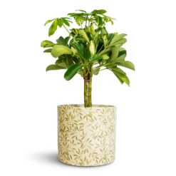 Schefflera Gold Capella - Stemmed Dwarf Umbrella Tree -HousePlants Shop Schefflera Gold Capella Stemmed Dwarf Umbrella Tree 14x50cm Lazzaro Plant Pot Sage Foliage 18x16cm 2bea465f 4bf1 476b 8cf0 6d13d4a6115f