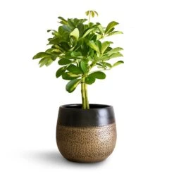Schefflera Gold Capella - Stemmed Dwarf Umbrella Tree -HousePlants Shop Schefflera Gold Capella Stemmed Dwarf Umbrella Tree 14x50cm Mya Plant Pot Deep Champagne 18x16cm 2