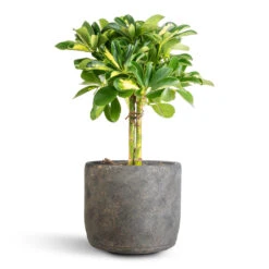 Schefflera Gold Capella - Stemmed Dwarf Umbrella Tree -HousePlants Shop Schefflera Gold Capella Stemmed Dwarf Umbrella Tree 14x50cm Saar Plant Pot Earth Cement 18x17cm