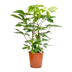 Schefflera Actinophylla - Australian Umbrella Tree -HousePlants Shop Schefflera actinophylla Australian Umbrella Tree 24x100cm