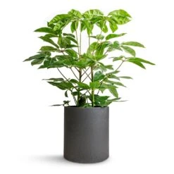 Max Refined Planter - Volcano Black -HousePlants Shop Schefflera actinophylla Australian Umbrella Tree 24x100cm Max Refined Planter Volcano Black 29x29.5cm 613c9a7f 0efe 454f 8e06 30fdc07f1741