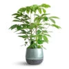 Schefflera Actinophylla - Australian Umbrella Tree -HousePlants Shop Schefflera actinophylla Australian Umbrella Tree 24x100cm Ninthe Metal Plant Pot Metallic Petrol 29x25cm