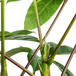 Schefflera Actinophylla - Australian Umbrella Tree -HousePlants Shop Schefflera actinophylla Australian Umbrella Tree SWATCH