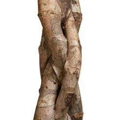 Schefflera Arboricola Compacta - Dwarf Umbrella Tree - Twisted Stem 11 Schefflera Arboricola Compacta - Dwarf Umbrella Tree - Twisted Stem -HousePlants Shop Schefflera arboricola Compacta Dwarf Umbrella Tree Twisted Stem 30x120cm 2