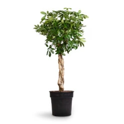 Schefflera Arboricola Compacta - Dwarf Umbrella Tree - Twisted Stem 12 Schefflera Arboricola Compacta - Dwarf Umbrella Tree - Twisted Stem -HousePlants Shop Schefflera arboricola Compacta Dwarf Umbrella Tree Twisted Stem 30x120cm