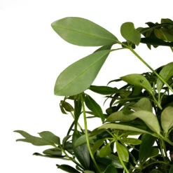 Schefflera Arboricola Compacta - Dwarf Umbrella Tree - Twisted Stem 15 Schefflera Arboricola Compacta - Dwarf Umbrella Tree - Twisted Stem -HousePlants Shop Schefflera arboricola Compacta Dwarf Umbrella Tree Twisted Stem 30x120cm 3