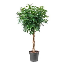 Schefflera Arboricola Compacta - Dwarf Umbrella Tree - Twisted Stem 17 Schefflera Arboricola Compacta - Dwarf Umbrella Tree - Twisted Stem -HousePlants Shop Schefflera arboricola Compacta Dwarf Umbrella Tree Twisted Stem 34x160cm