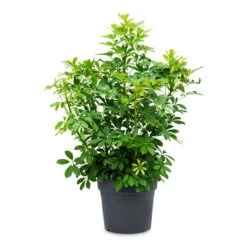 Schefflera Arboricola - Dwarf Umbrella Tree -HousePlants Shop Schefflera arboricola Dwarf Umbrella Tree 34x80cm