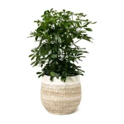 Schefflera Arboricola - Dwarf Umbrella Tree -HousePlants Shop Schefflera arboricola Dwarf Umbrella Tree Merin Plant Pot Sand