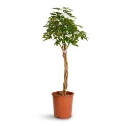 Schefflera Arboricola Gold Capella - Dwarf Umbrella Tree - Twisted Stem -HousePlants Shop Schefflera arboricola Gold Capella Dwarf Umbrella Tree Twisted Stem 30x120cm