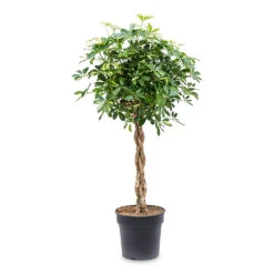 Schefflera Arboricola Gold Capella - Dwarf Umbrella Tree - Twisted Stem -HousePlants Shop Schefflera arboricola Gold Capella Dwarf Umbrella Tree Twisted Stem 30x120cm e917e439 1ddd 495a ad2d e20574029d71