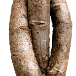 Schefflera Arboricola Gold Capella - Dwarf Umbrella Tree - Twisted Stem -HousePlants Shop Schefflera arboricola Gold Capella Dwarf Umbrella Tree Twisted Stem DETAIL