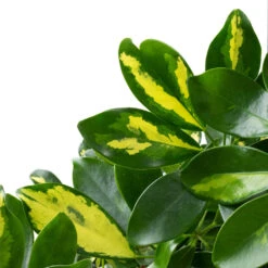 Schefflera Arboricola Gold Capella - Dwarf Umbrella Tree - Twisted Stem -HousePlants Shop Schefflera arboricola Gold Capella Dwarf Umbrella Tree Twisted Stem DETAIL 3