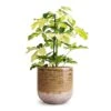 Schefflera Arboricola Melanie - Dwarf Umbrella Tree -HousePlants Shop Schefflera arboricola Melanie Dwarf Umbrella Tree 13x45cm Issa Plant Pot Ochre 18x17cm