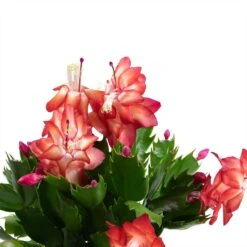 Schlumbergera - Christmas Cactus - Red -HousePlants Shop Schlumbergera Christmas Cactus Houseplant Red Leaves