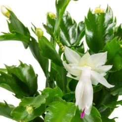 Schlumbergera - Christmas Cactus - White -HousePlants Shop Schlumbergera Christmas Cactus Houseplant White Leaves