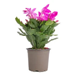 Schlumbergera - Christmas Cactus - Pink/Purple -HousePlants Shop Schlumbergera Christmas Cactus Pink Purple 12x25cm 2