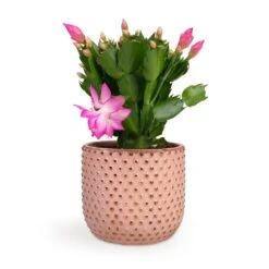 Schlumbergera - Christmas Cactus - Pink/Purple -HousePlants Shop Schlumbergera Christmas Cactus Pink Purple 12x25cm Bolino Plant Pot Pale Rose 14x13cm d3179c00 b6f5 435b 91c4 2b0b430b41d7