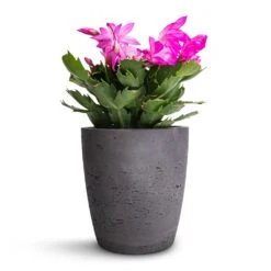 Schlumbergera - Christmas Cactus - Pink/Purple -HousePlants Shop Schlumbergera Christmas Cactus Pink Purple 12x25cm Gerben Plant Pot Black Washed 15x16cm