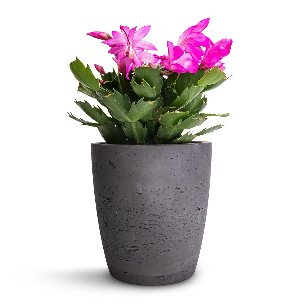 Gerben Plant Pot - Black Washed 5 Gerben Plant Pot - Black Washed - Image 3