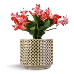 Schlumbergera - Christmas Cactus - Red -HousePlants Shop Schlumbergera Christmas Cactus Pink Purple 12x25cm Thies Plant Pot Olive Green 17x15cm
