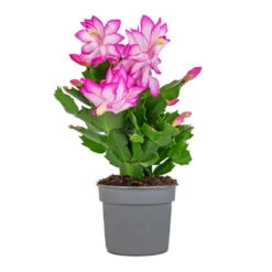 Schlumbergera - Christmas Cactus - Pink/Purple -HousePlants Shop Schlumbergera Christmas Cactus Pink Purple 9x23cm