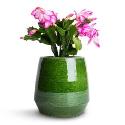 Schlumbergera - Christmas Cactus - Pink/Purple -HousePlants Shop Schlumbergera Christmas Cactus Pink Purple 9x23cm Remi Plant Pot Green 15x15cm