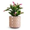 Schlumbergera - Christmas Cactus - Pink/Purple -HousePlants Shop Schlumbergera Christmas Cactus Pink Purple 9x23cm Stian Plant Pot Soft Nougat 13x12cm