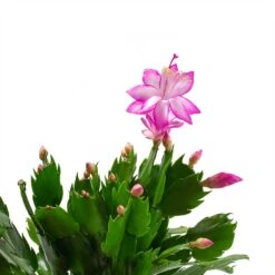 Schlumbergera - Christmas Cactus - Pink/Purple -HousePlants Shop Schlumbergera Christmas Cactus Pink Purple Leaves