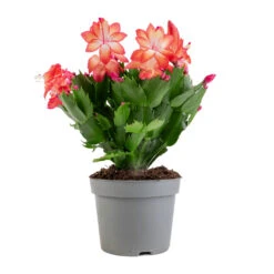 Schlumbergera - Christmas Cactus - Red -HousePlants Shop Schlumbergera Christmas Cactus Red 12x25cm 5579