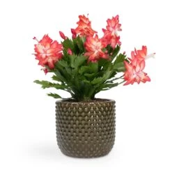 Schlumbergera - Christmas Cactus - Red -HousePlants Shop Schlumbergera Christmas Cactus Red 12x25cm Bolino Plant Pot Green 14x13cm