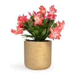 Schlumbergera - Christmas Cactus - Red -HousePlants Shop Schlumbergera Christmas Cactus Red 12x25cm Charlie Plant Pot Metallic Gold 15x15cm
