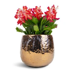 Schlumbergera - Christmas Cactus - Red -HousePlants Shop Schlumbergera Christmas Cactus Red 12x25cm Yvette Plant Pot Gold 15x13cm