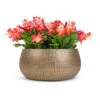Schlumbergera - Christmas Cactus - Red -HousePlants Shop Schlumbergera Christmas Cactus Red 12x25cm x3 Ryan Plant Bowl Shiny Gold 28x13cm