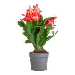 Schlumbergera - Christmas Cactus - Red -HousePlants Shop Schlumbergera Christmas Cactus Red 9x23cm 3