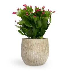 Schlumbergera - Christmas Cactus - Red -HousePlants Shop Schlumbergera Christmas Cactus Red 9x23cm Feico Plant Pot Mint Grey 12X11cm