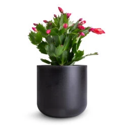 Schlumbergera - Christmas Cactus - Red -HousePlants Shop Schlumbergera Christmas Cactus Red 9x23cm Lisbon Plant Pot Anthracite 13x13cm