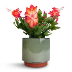 Schlumbergera - Christmas Cactus - Red -HousePlants Shop Schlumbergera Christmas Cactus Red 9x23cm Malibu Plant Pot Green 12x11cm