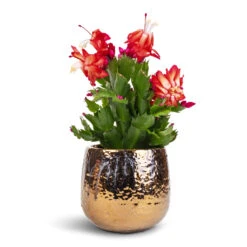 Schlumbergera - Christmas Cactus - Red -HousePlants Shop Schlumbergera Christmas Cactus Red 9x23cm Yvette Plant Pot Gold 12x11cm