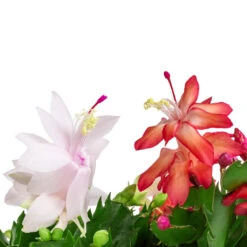 Schlumbergera - Christmas Cactus - White -HousePlants Shop Schlumbergera Christmas Cactus Red white SWATCH