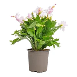 Schlumbergera - Christmas Cactus - White -HousePlants Shop Schlumbergera Christmas Cactus White 12x25cm 2