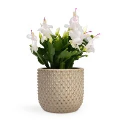 Schlumbergera - Christmas Cactus - White -HousePlants Shop Schlumbergera Christmas Cactus White 12x25cm Bolino Plant Pot Mint 15x13cm
