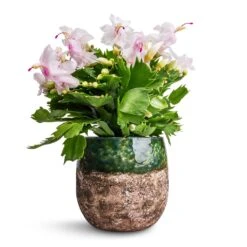 Schlumbergera - Christmas Cactus - White -HousePlants Shop Schlumbergera Christmas Cactus White 12x25cm Lindy Plant Pot Black Green 16x13cm